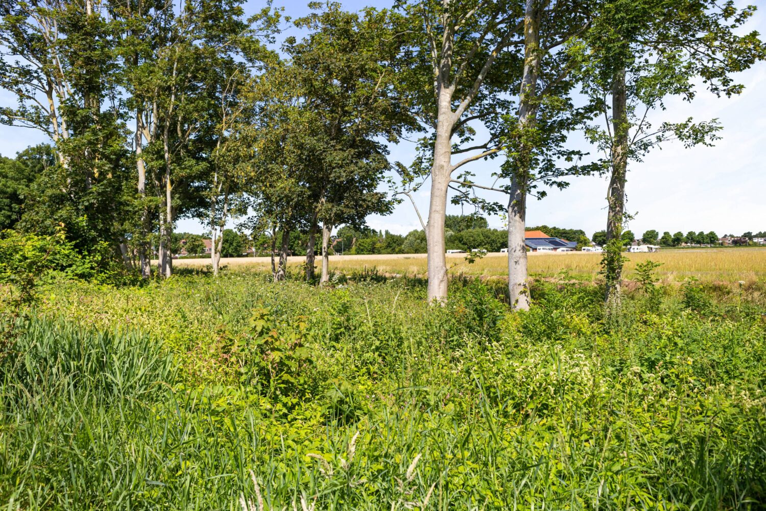 34_Notenhout 25B (34)
